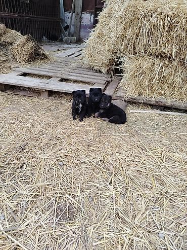 xacmaz heyvan bazari: Nemes afçarka sı 2 ədəd erkək — 10