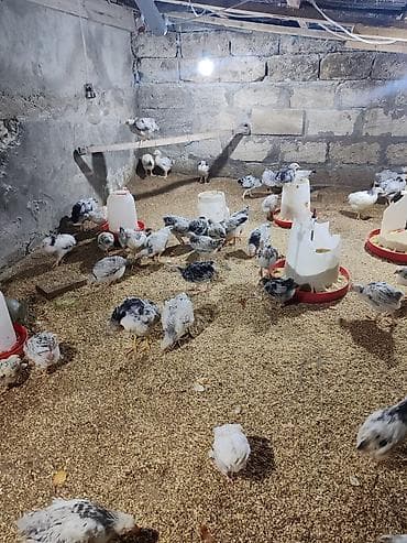 С/х животные и товары: Təcili Satılır Serebris F6 colpaları 125 ədəd Colpa irili xırdalı 2 ay — 2