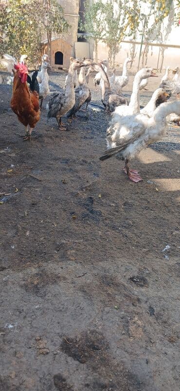 lider cuceleri: Şəkildə görülən 3 aylıq bala qazlar satılır 17 ədəd qiymət 20 azn — 2