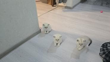 pisik sekli: Britan, Erkək, Dişi, Yaxşı əllərə, Ünvandan götürmə, Ödənişli çatdırılma — 5