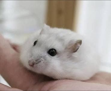 qara xaski: Ağ rəngli, xırda ölçülü cırtdan hamster. - Növ: cırtdan hamster — 1