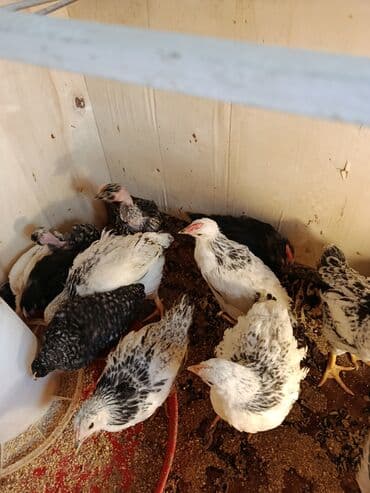 Toyuq cücələri, Ətlik, Ünvandan götürmə