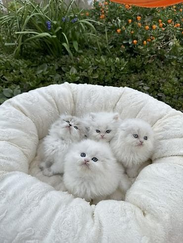 pışık: Şinşilla — 4