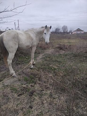 Ağ rəngli at – universal istifadə üçün - Rəng: açıq ağ/krem tonları