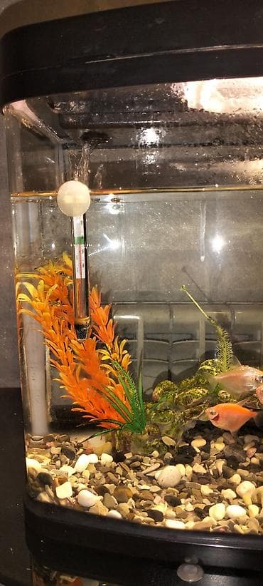 bala itlər: Balıqlarla birlikdə, 50 l, Ünvandan götürmə, Ödənişli çatdırılma — 9