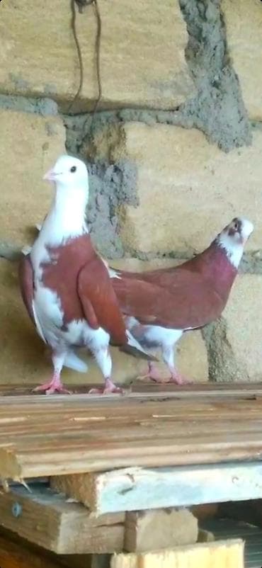 ababil quşu: Goyercin Baki cinsi Enli Quyruqlar temiz cinslerden.Cutduler hazir — 4