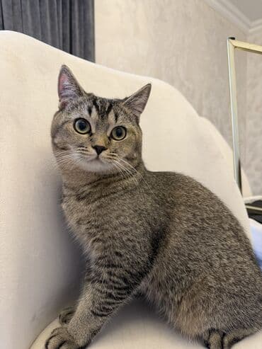 Tabbi, Erkək, Cütləşmə üçün, Ünvandan götürmə