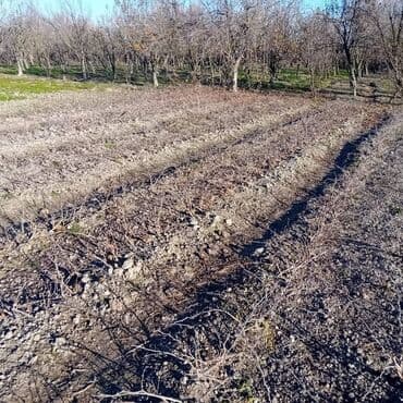 jaluz perdeler qiymetleri: 1 illik üzüm tingleri sağlam ela kökləri var 1500 denedir 50 den chox — 2