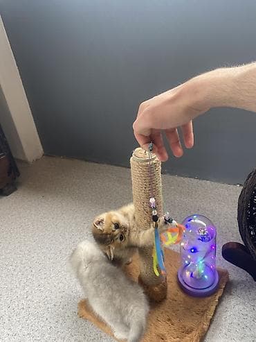 лежанка для кошек: Yumşaq oyuncaq topu asqılı, səbət formalı pişik yuvası və cızma dirəyi — 2