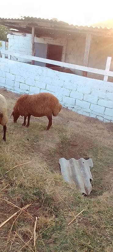 eşşəklər: 1 qarın doğub şişək satılır istəyən olsa yazsın videosunu atım baxın — 9