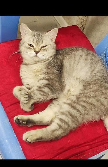 Gəmiricilər: Xarici pasportu ve sexsiyet vesiqe hamsi var Terbiye olmuş Ev pişiyidi — 2