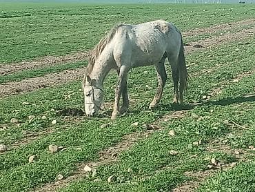 аквариум без рыб: Самец, Qarabag, лет: 4, Самовывоз — 4