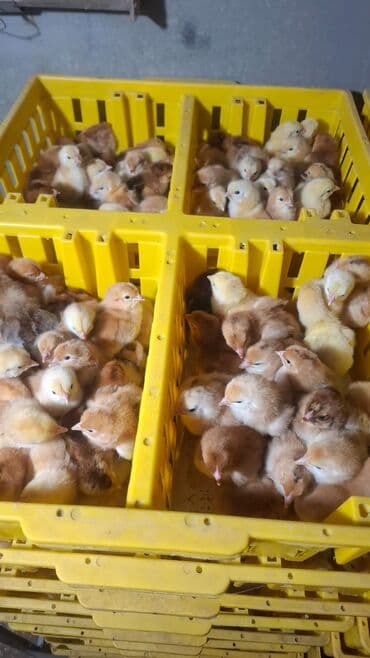 ağ qara pişik: Toyuq cücələri, Damazlıq — 7