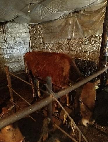 cin bildircin: Qırmızı rəngli yerli dana/manda cinsi mal-qara - Şəkillərdə 2 baş — 4