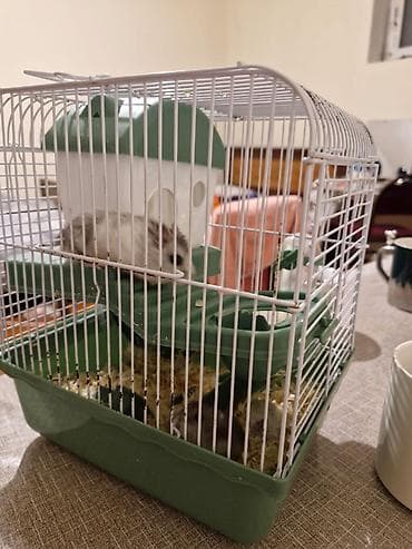 xamyak: 2 dene Xamyak(dağ siçanı) satılır qefes ilə birlikdə! — 3