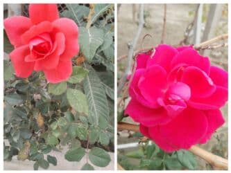 Qızılgül çubuqları