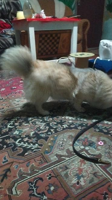 ev iti ucuz: İtlə bağlı elan - Cins: kiçik ölçülü, tüklü ev iti (qısa pəncəli — 3