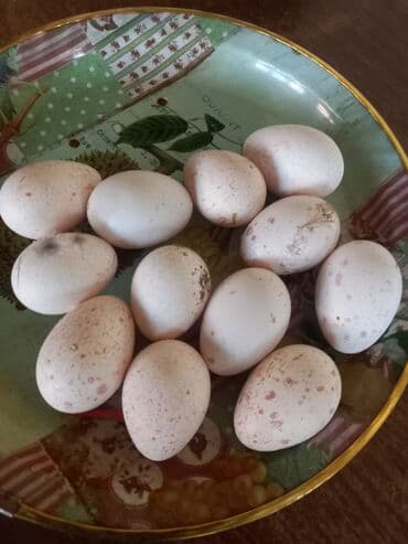 Amerkan bronz damazliq yumurta