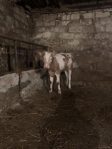 inek satislari: Salam,İnək balalarıdır– 2 baş dişi buzovdur. Bunların təzə anadan — 5