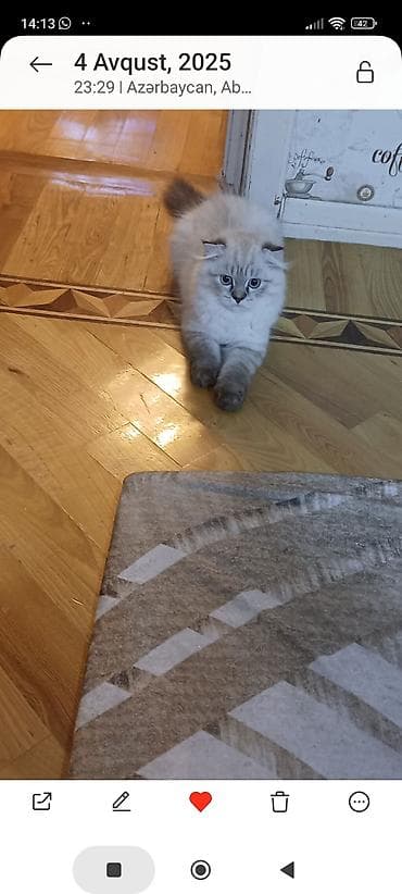 balaca ağ itlər: Şotland uzun tüklü, Erkək, Cütləşmə üçün — 6