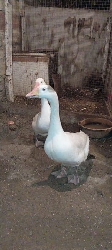 Hinduşka: 2dene qaz satilir 2side dişisi yumurtlayir ünvan Maştağa qiymət 100azn — 3