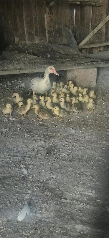 heyvan yemləri: Misk ördəyi balaları (indo ducklings) - Cins: Misk (indo) ördəyi - — 5