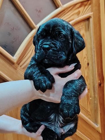 doberman itləri: Kane-Korso, 1 ay, Sənədli, Ünvandan götürmə, Pulsuz çatdırılma, Rayonlara çatdırılma — 2