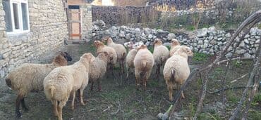 pişik su qabı: 10 baş erkey toguludu qiymet birine Aidi damazliga yaralidi cidi — 2