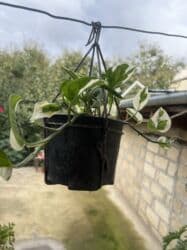 yeni il şənliyi 2022: Xalça — 51