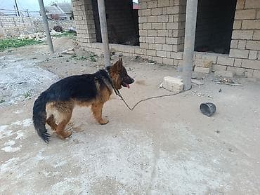 it adlari disi: Alman çoban iti, Erkek — 4