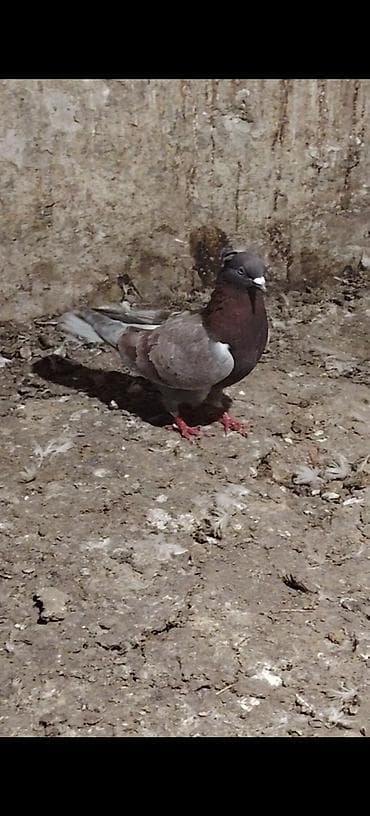 K/t heyvanları və malları: Qarabaw mayadi tutulmadi. Boynu gullu baladi 2 saata yaxin ucub 1 — 5