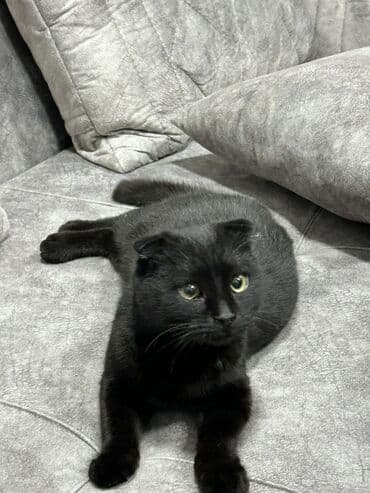 İtlər: Şotland yastı qulaq, Dişi, Ünvandan götürmə — 3