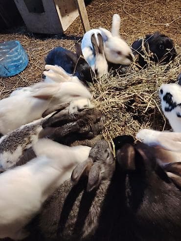 K/t heyvanları və malları: Ev şəraitində bəslənən ev dovşanları – müxtəlif rəng və naxışlarda — 3