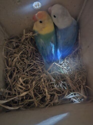 pitbul bala: Fişer cütü satılır bala veribler cütü 450 m bala vermeye hazırlaşırlar — 2