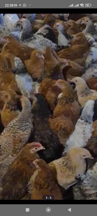 hinduşka: Kürdəxanı rəngli çolpalar 
tam sağlam tam damazlıq 🐔👌 — 3