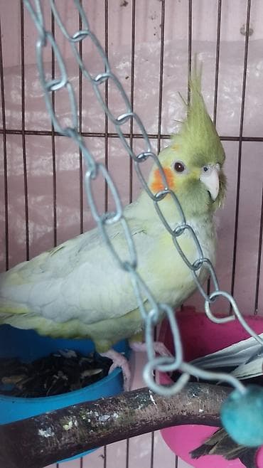 amadin qusu: Məhsul: Nimfa tutuquşula Təsvir: - Fotoşəkillərdə iki ədəd nimfa — 1