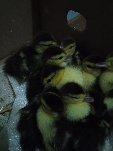 lal ördək sumqayıt: Lal ördək balası 4 günlük — 4