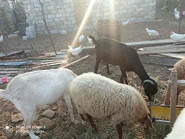 kecı: Super damazlıq heyvanların satışı var.kimə maraqlıdır büyüsün.ana bala — 6