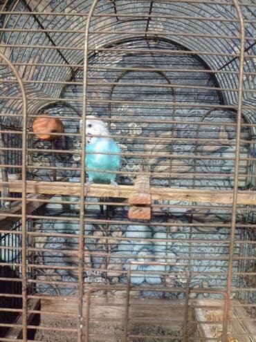 Məhsul: Dalmatin naxışlı, açıq-mavi tüklü /papagayı (dalğalı papuqay)