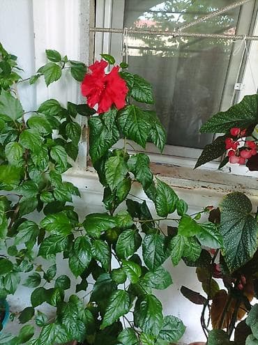 Qırmızı hibiskus (Çin qızılgülü) – dekorativ otaq/eyvan bitkisi - lalafo.az -da Qırmızı hibiskus (Çin qızılgülü) – dekorativ otaq/eyvan bitkisi -