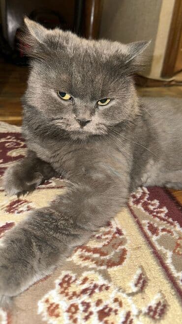 русская голубая кошка баку: Dişi, Yaxşı əllərə, Ünvandan götürmə — 1