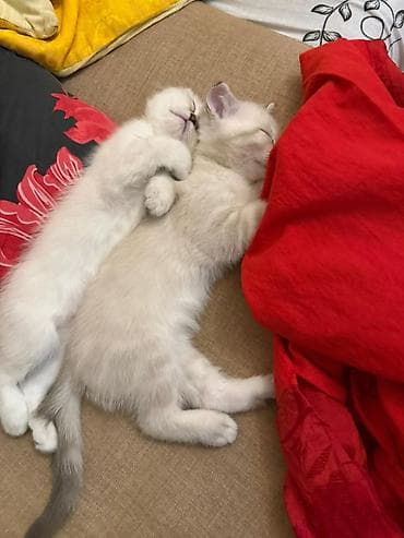 Pişiklər: Şotland — 7