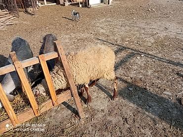 quzu: 3baş quzu var 1erkək diri 34 kq 1baş qala dişi bir baş Beyləqan dönmə — 4