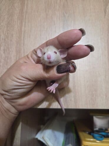 gəmiricilər: Декоративные крысята, мальчики и девочки. 25 дней. Цена 40-50м. По — 1