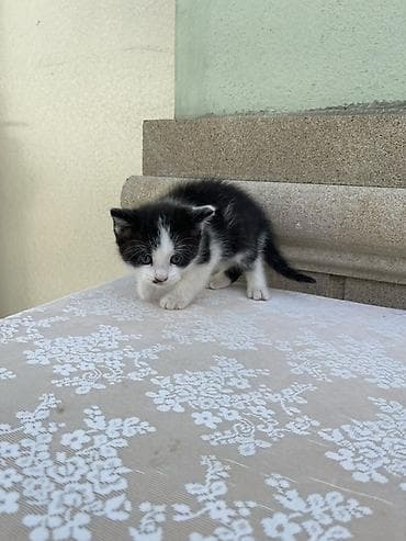 pisik ag: Erkək, Yaxşı əllərə — 4