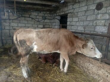 dovşan qiymətləri: Dişi, il: 1, 150 kq, Ətlik, Ünvandan götürmə — 5