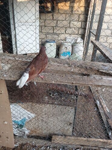 Göyərçinlər: Məhsul: Qab-qara və qırmızı-ağ rənglərdə ev göyərçinləri Təsvir: - — 1