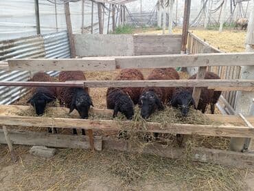 Dişi, Qala, il: 1, 50 kq, Damazlıq, Ünvandan götürmə lalafo.az -da Dişi, Qala, il: 1, 50 kq, Damazlıq, Ünvandan götürmə