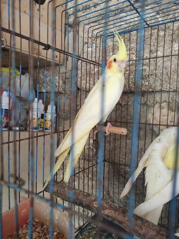 hazır inşalar: Korella ayağlari üzüklü seçmə quşlardi hazir quşlar cute hazir Balada — 14