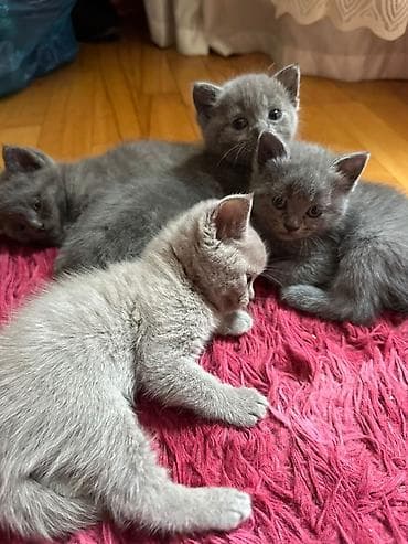 Boz rəngli pişik balaları – eyni zərif tonlarda, yumşaq və sıx tüklü